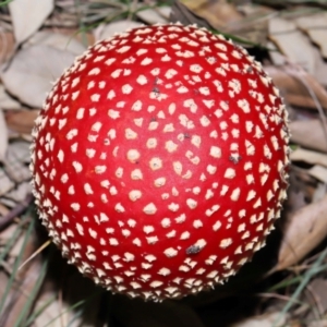 Amanita muscaria at National Arboretum Forests - 3 May 2024