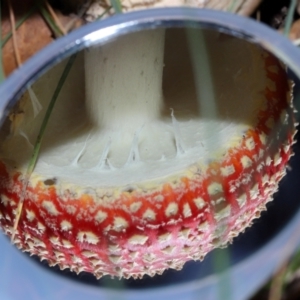 Amanita muscaria at National Arboretum Forests - 3 May 2024 03:44 PM