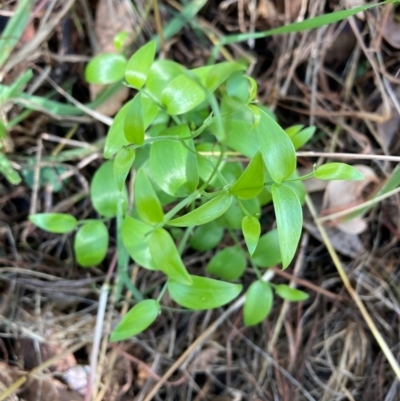 Asparagus asparagoides (Bridal Creeper, Florist's Smilax) at Mount Majura - 6 May 2024 by waltraud