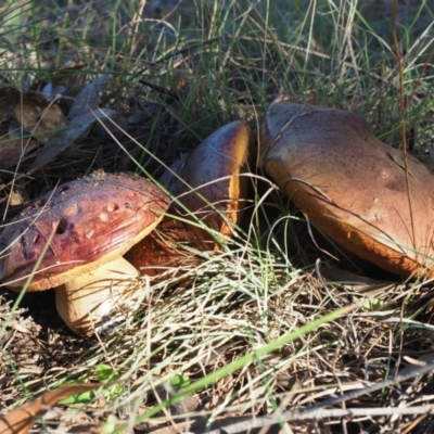 Unidentified Bolete - Fleshy texture, stem central (more-or-less) at Latham, ACT - 6 May 2024 by Caric