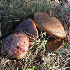 Suillus sp. at Umbagong District Park - 6 May 2024 02:44 PM