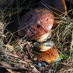 Suillus sp. at Umbagong District Park - 6 May 2024 02:44 PM