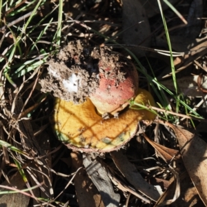 Suillus sp. at Umbagong District Park - 6 May 2024 02:44 PM