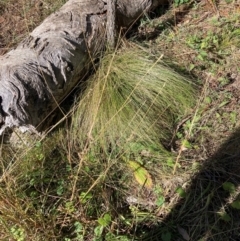 Nassella trichotoma (Serrated Tussock) at Watson, ACT - 6 May 2024 by waltraud