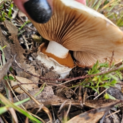 Austrocortinarius australiensis at Captains Flat, NSW - 6 May 2024 by Csteele4