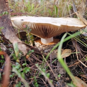 Austrocortinarius australiensis at QPRC LGA - 6 May 2024