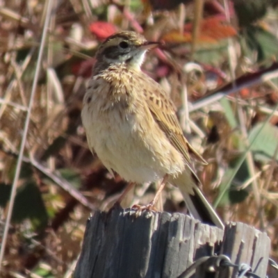 Anthus australis (Australian Pipit) at Franklin, ACT - 1 May 2024 by AndyRoo