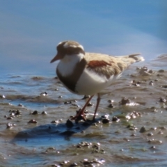 Charadrius melanops (Black-fronted Dotterel) at Harrison, ACT - 1 May 2024 by AndyRoo