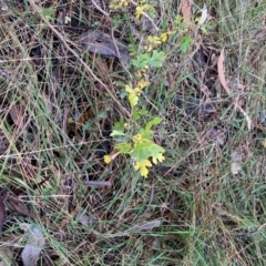 Crataegus monogyna at Mount Majura - 6 May 2024