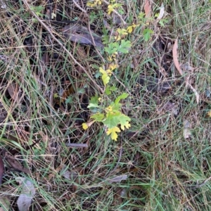 Crataegus monogyna at Mount Majura - 6 May 2024 11:10 AM