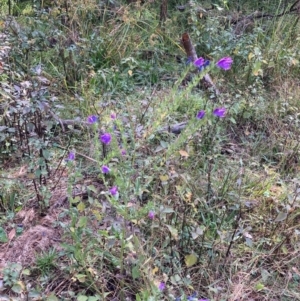 Echium plantagineum at Mount Majura - 6 May 2024