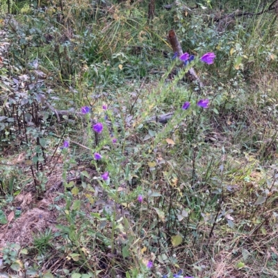 Echium plantagineum (Paterson's Curse) at Watson, ACT - 6 May 2024 by waltraud