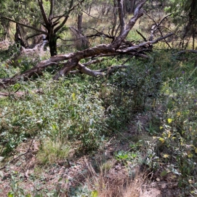 Solanum nigrum (Black Nightshade) at Watson, ACT - 6 May 2024 by waltraud