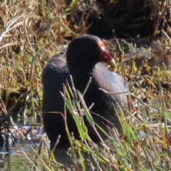 Gallinula tenebrosa (Dusky Moorhen) at Franklin, ACT - 1 May 2024 by AndyRoo