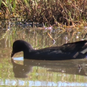 Gallinula tenebrosa at Budjan Galindji (Franklin Grassland) Reserve - 1 May 2024