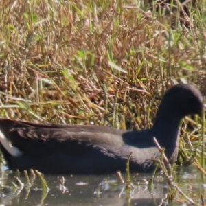 Gallinula tenebrosa at Budjan Galindji (Franklin Grassland) Reserve - 1 May 2024