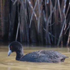 Fulica atra at Budjan Galindji (Franklin Grassland) Reserve - 1 May 2024 12:22 PM