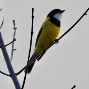 Pachycephala pectoralis at Murrumbateman, NSW - 6 May 2024