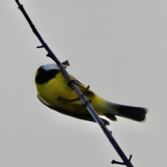 Pachycephala pectoralis at Murrumbateman, NSW - 6 May 2024