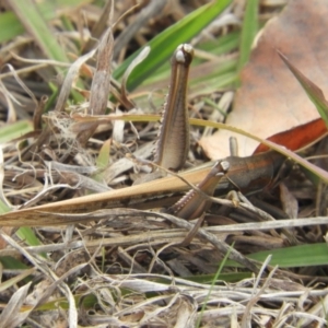 Austracris guttulosa at Murrumbateman, NSW - 6 May 2024