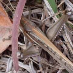 Austracris guttulosa at Murrumbateman, NSW - 6 May 2024 02:43 PM