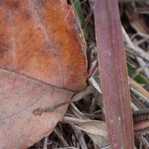 Austracris guttulosa at Murrumbateman, NSW - 6 May 2024