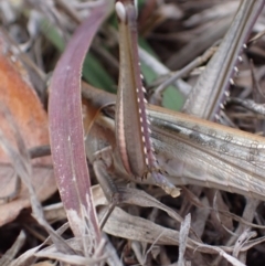 Austracris guttulosa at Murrumbateman, NSW - 6 May 2024 02:43 PM