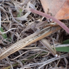 Austracris guttulosa at Murrumbateman, NSW - 6 May 2024 02:43 PM