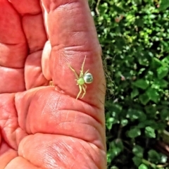 Lehtinelagia prasina (Leek-green flower spider) at Winston Hills, NSW - 25 Mar 2024 by poppyde