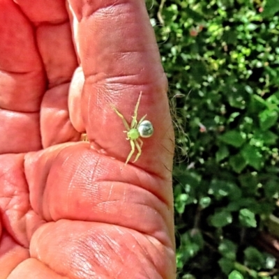 Lehtinelagia prasina (Leek-green flower spider) at Winston Hills, NSW - 25 Mar 2024 by poppyde