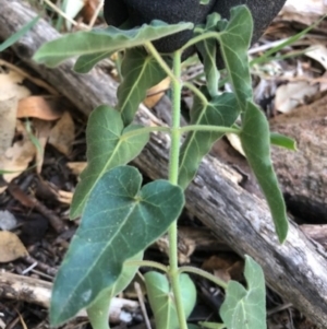 Oxypetalum coeruleum at Oakey Hill - 6 May 2024 03:52 PM