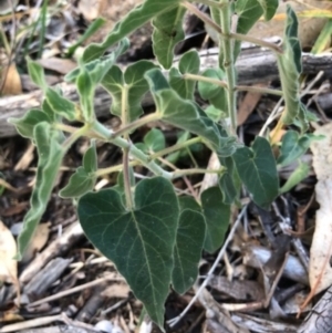 Oxypetalum coeruleum at Oakey Hill - 6 May 2024 03:52 PM