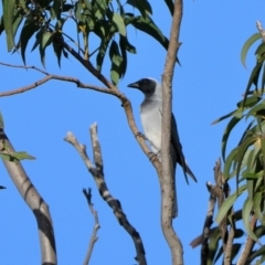 Coracina novaehollandiae (Black-faced Cuckooshrike) at Wollondilly Local Government Area - 6 May 2024 by Freebird