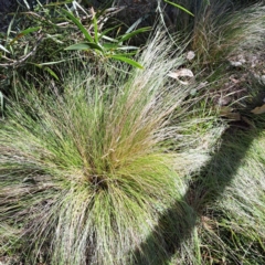 Nassella trichotoma (Serrated Tussock) at Mount Majura - 6 May 2024 by abread111