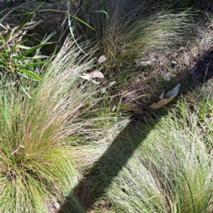 Nassella trichotoma at Mount Majura - 6 May 2024