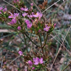 Centaurium erythraea (Common Centaury) at Mount Majura - 6 May 2024 by abread111