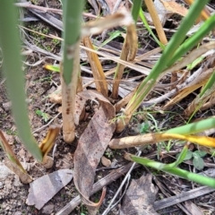 Carex tereticaulis at Mount Majura - 6 May 2024