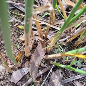 Carex tereticaulis at Mount Majura - 6 May 2024