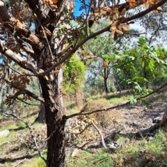 Sorbus domestica (Service Tree) at Watson, ACT - 6 May 2024 by abread111