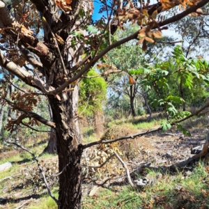 Sorbus domestica at Mount Majura - 6 May 2024