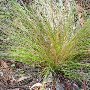 Nassella trichotoma at Mount Majura - 6 May 2024 11:17 AM