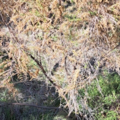 Cassinia sifton (Sifton Bush, Chinese Shrub) at Mount Majura - 6 May 2024 by abread111