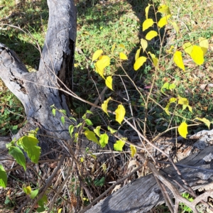 Celtis australis at Mount Majura - 6 May 2024 11:10 AM