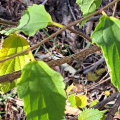 Celtis australis at Mount Majura - 6 May 2024 11:10 AM