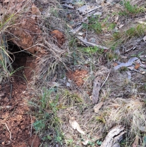 Oryctolagus cuniculus at Mount Majura - 6 May 2024