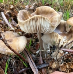 Oudemansiella gigaspora group (Rooting Shank) at Yarralumla, ACT - 5 May 2024 by rural