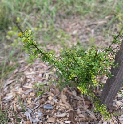 Acrothamnus maccraei at Garran, ACT - 4 May 2024 by ruthkerruish