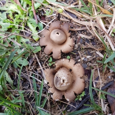 Geastrum sp. (genus) (An earthstar) at Sutton Forest - 6 Apr 2024 by Aussiegall