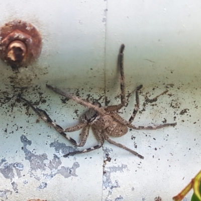 Neosparassus calligaster (Beautiful Badge Huntsman) at Wingecarribee Local Government Area - 13 Apr 2024 by Aussiegall