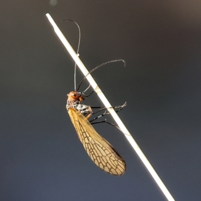 Chorista australis (Autumn scorpion fly) at Monitoring Site 114 - Remnant - 6 May 2024 by KylieWaldon